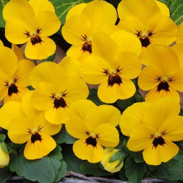 Viola cor. Petit Yellow / Blotch