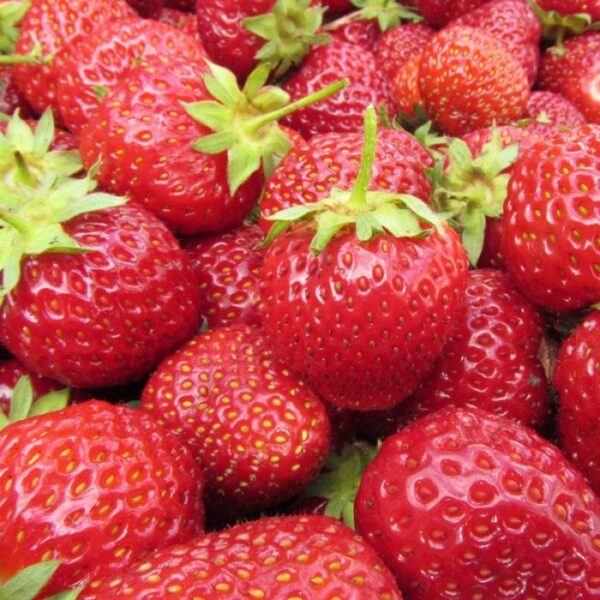 Fragaria ananassa "Sonsation"