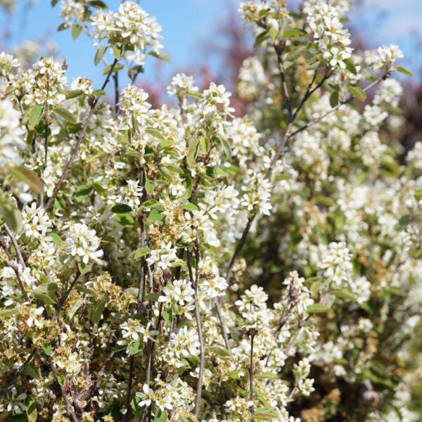 Amelanchier spicata