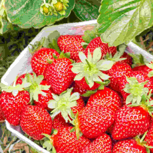 Fragaria ananassa "Verdi"