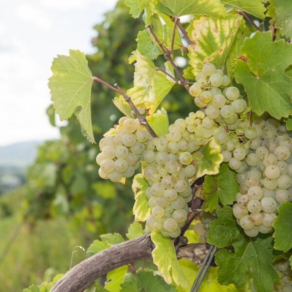 Vitis vinifera ´Nežnõi´