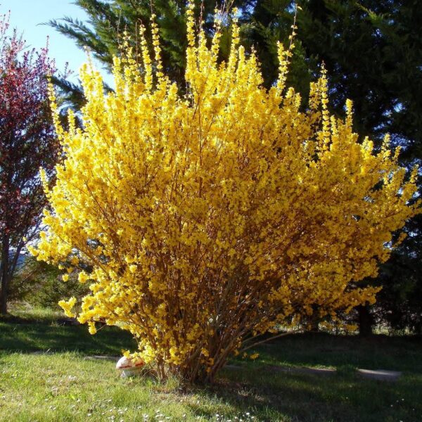Forsythia intermedia "Spectabilis"