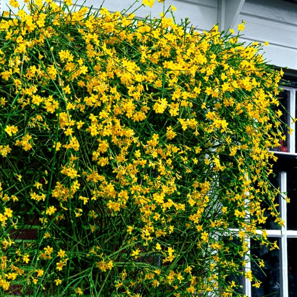 Jasminum nudiflorum