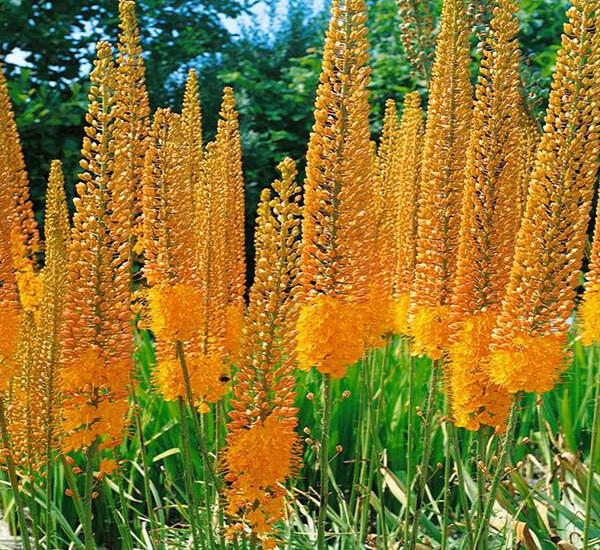 Eremurus stenophyllus "Cleopatra"