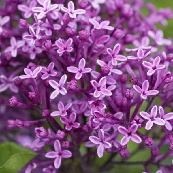Syringa meyeri "Dark Purple"
