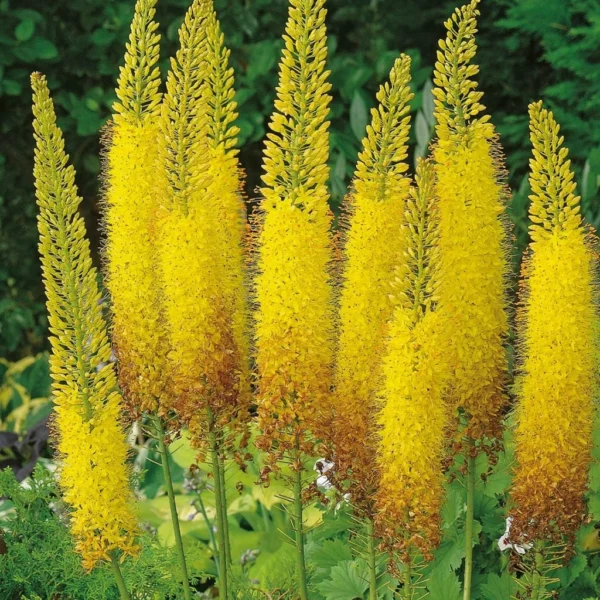 Eremurus stenophyllus "Bungei"