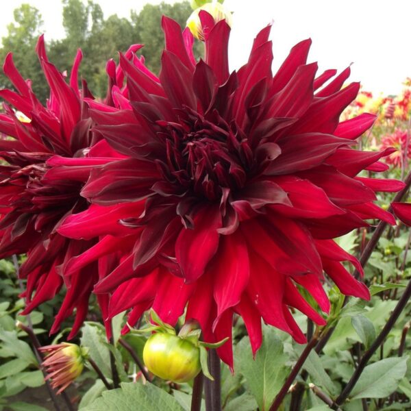 Dahlia hybrid "Brigitta Alida"