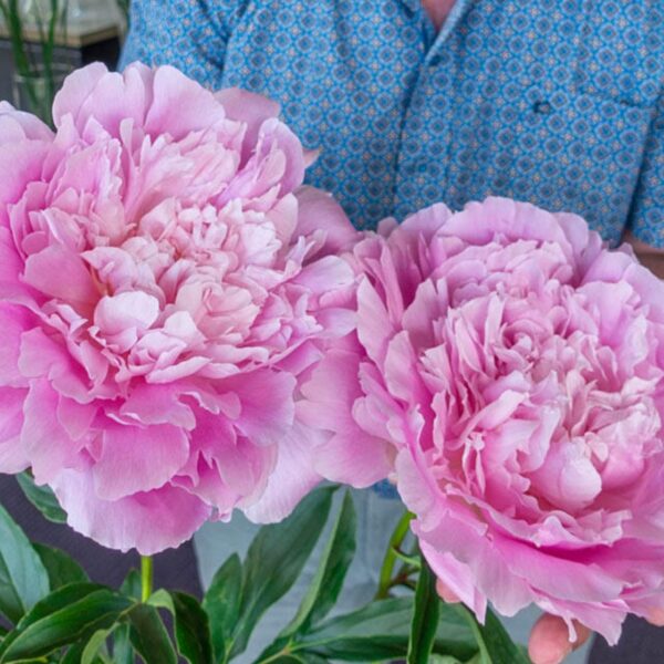 Paenia lactiflora ´Dinner Plate´