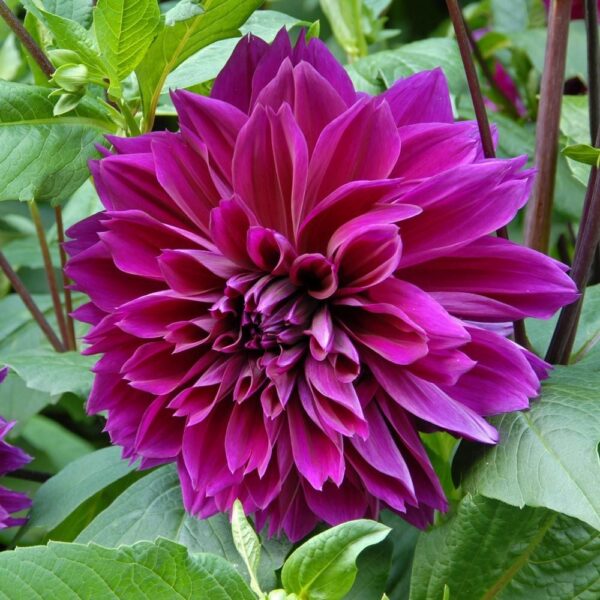 Dahlia hybrid "Thomas A. Edison"