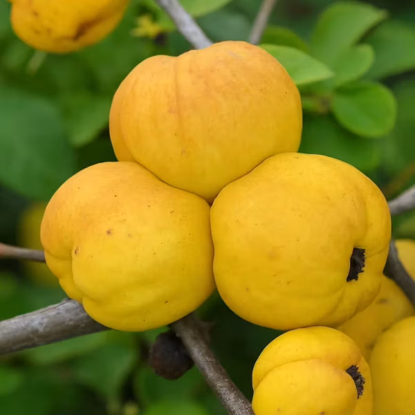 Chaenomeles superba 'Pink Trail'