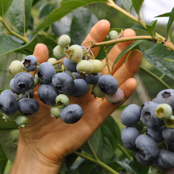 Vaccinium corymbosum ´Liberty´