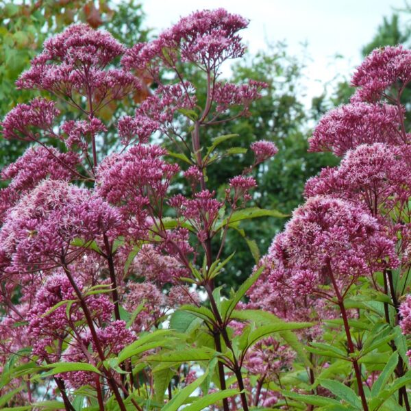 Eupatorium maculatum ´Gateway´