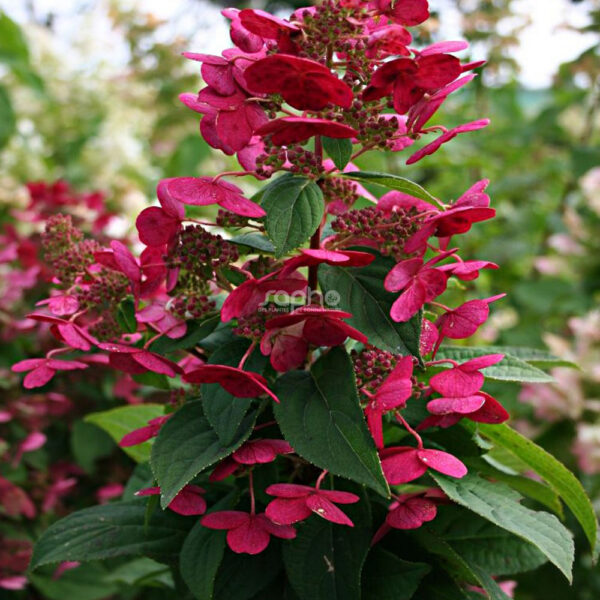 Hydrangea paniculata ‘Magical Fire’