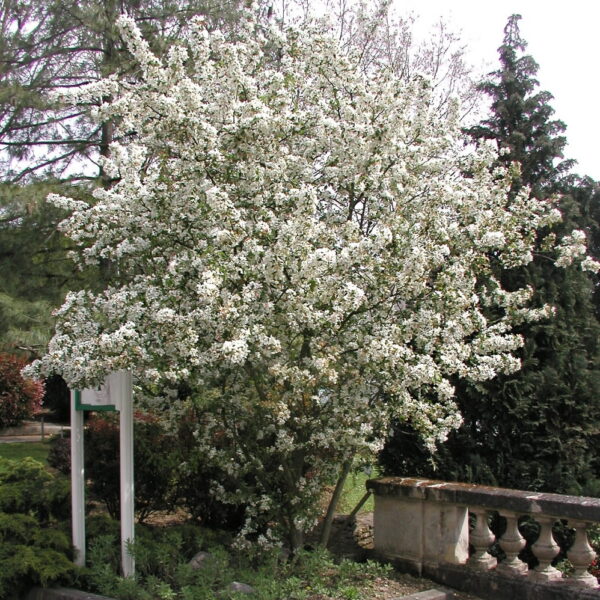 Malus mill "Everest"