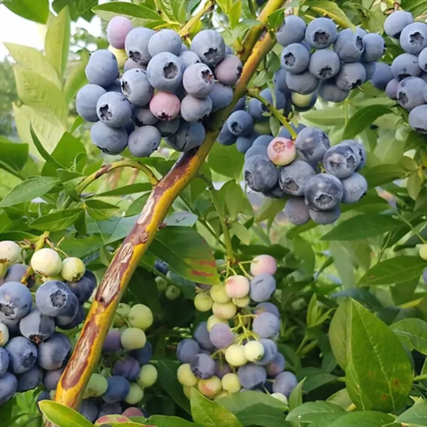 Vaccinium corymbosum ´Denis Blue´