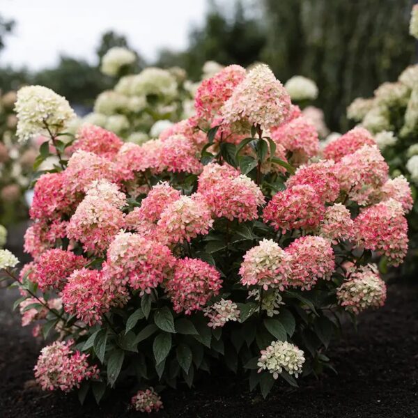 Hydrangea paniculata ‘Living Little Love’