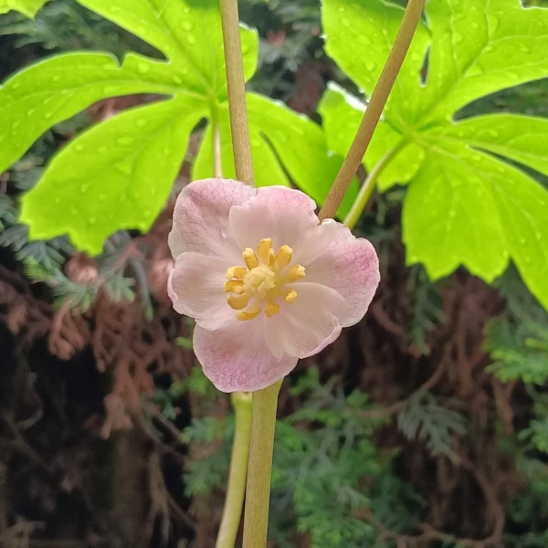 Podophyllum peltatum