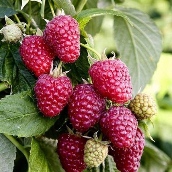 Rubus idaeus ´Božestvennaja´