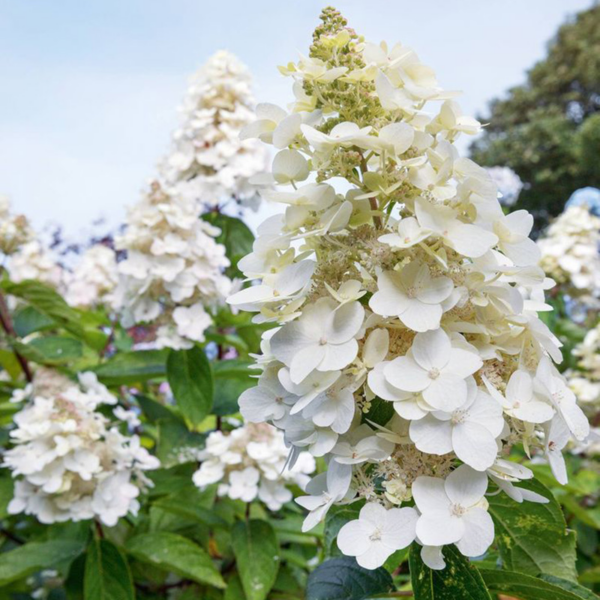 Hydrangea paniculata "Pee Wee"