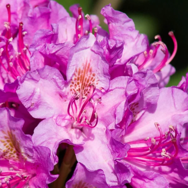 Rhododendron "Pink Purple Dream"