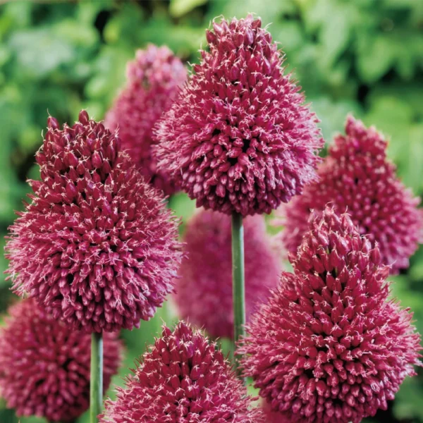 Allium sphaerocephalon
