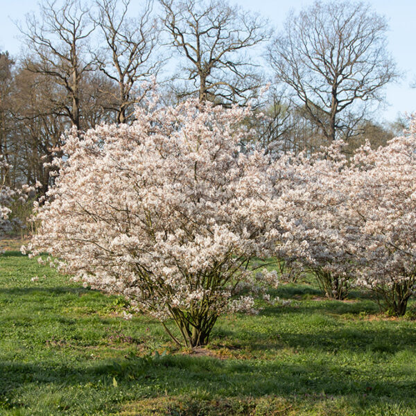 Amelanchier rotubdifolia