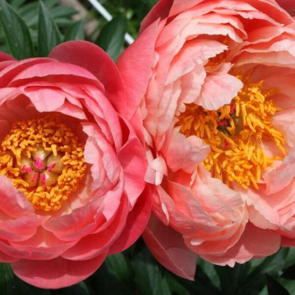 Paeonia hybrid ´Coral Charm´