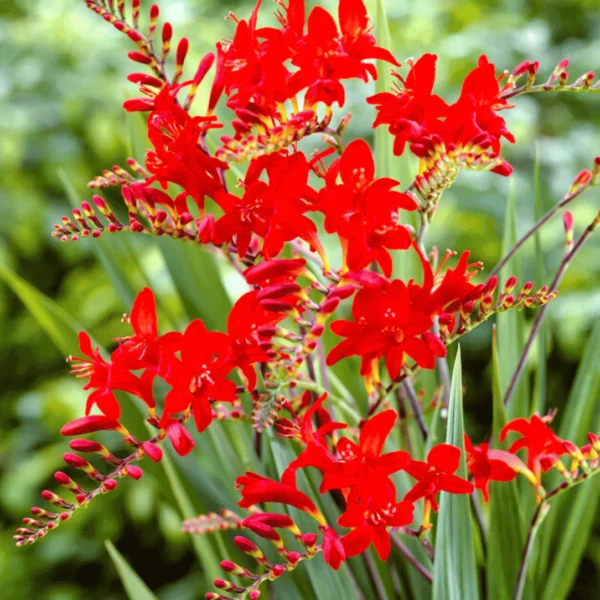 Crocosmia ´Lucifer´