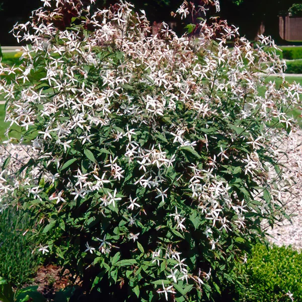 Gillenia trifoliata