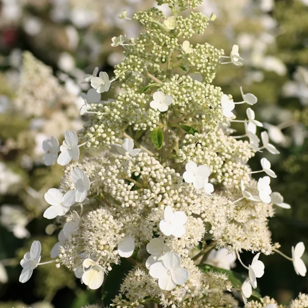 Hydrangea paniculata ‘Magical Himalaya’