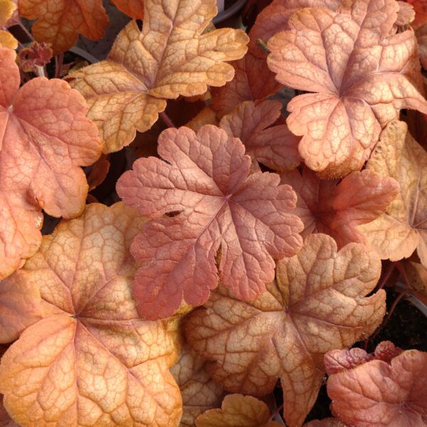 Heucherella ´Buttered Rum´