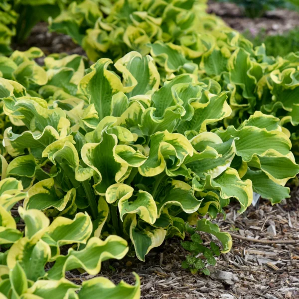 Hosta hybride ´Wheee´