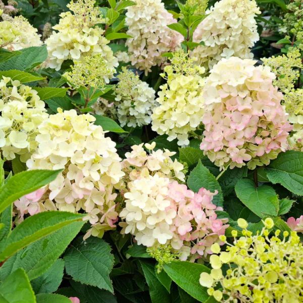 Hydrangea paniculata "Living Milk & Honey"