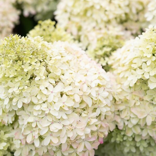 Hydrangea paniculata ´Living Royal Flower´
