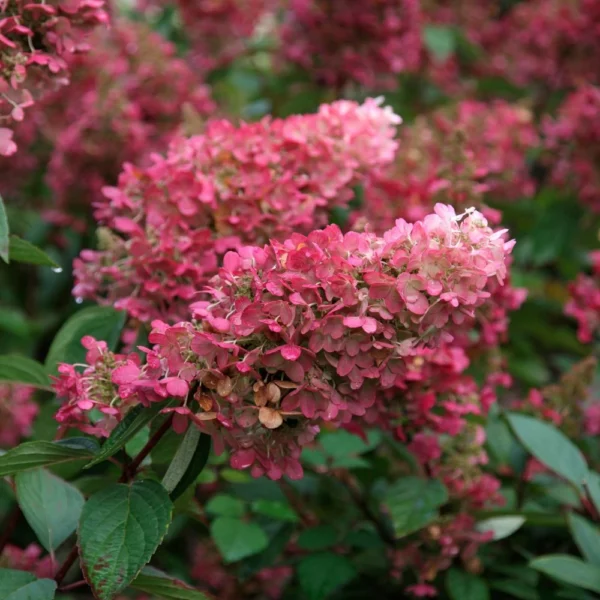 Hydrangea paniculata ´Pink Lady´