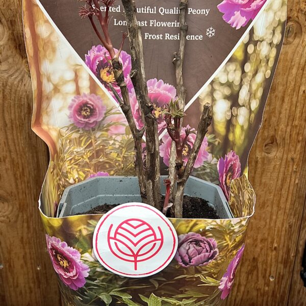 Paeonia Suffruticosa