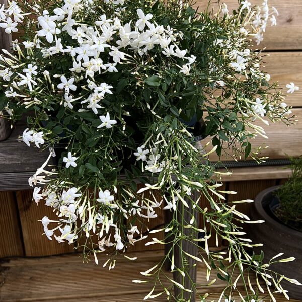 Jasminum polyanthum