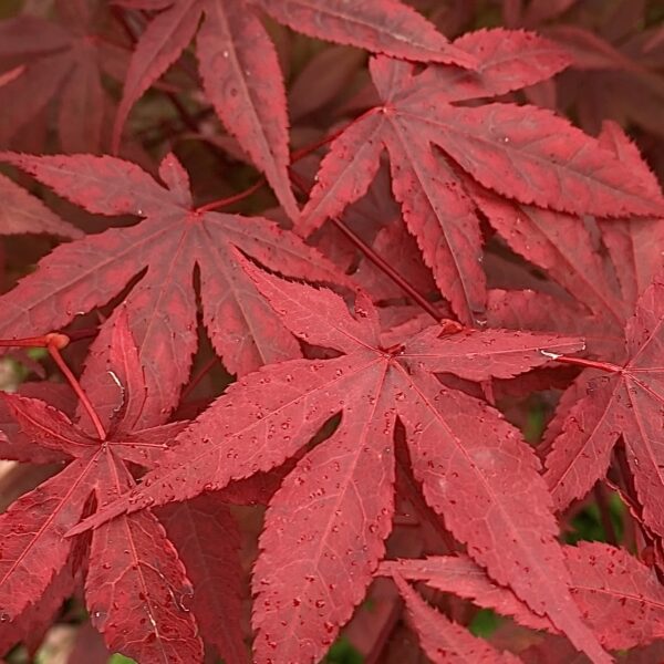 Acer palmatum "Atropurpureum"