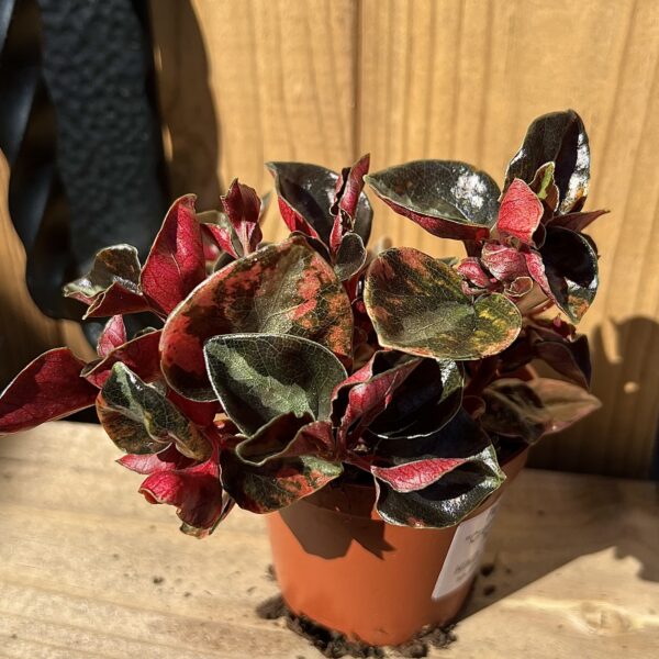 Peperomia ´Creme Brulee´