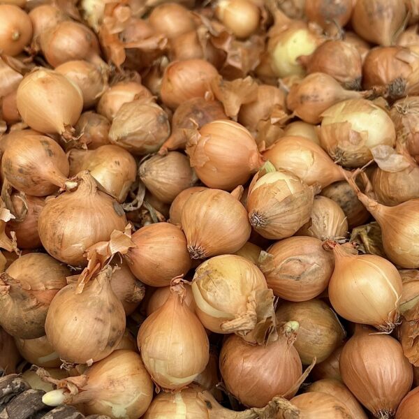 Allium Stuttgartet kg