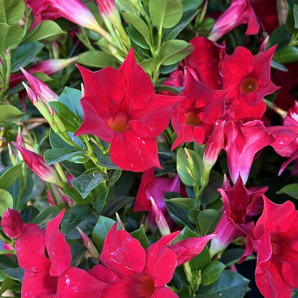 Mandevilla (Dipladenia) 'Sundaville'