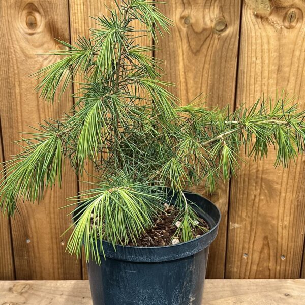 Cedrus deodara