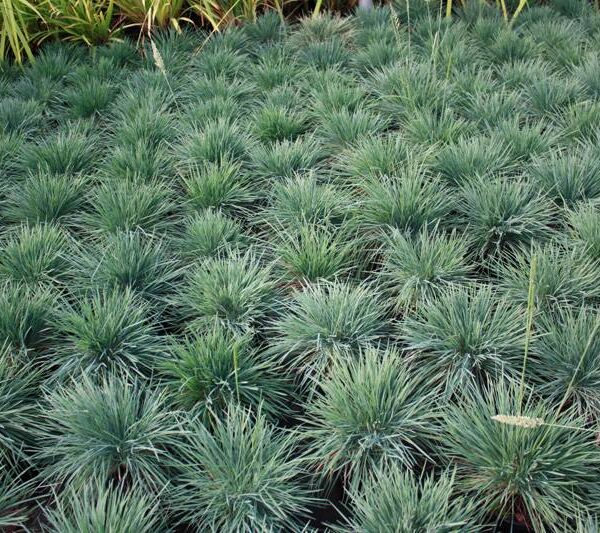 Koeleria glauca "Blue Hair"