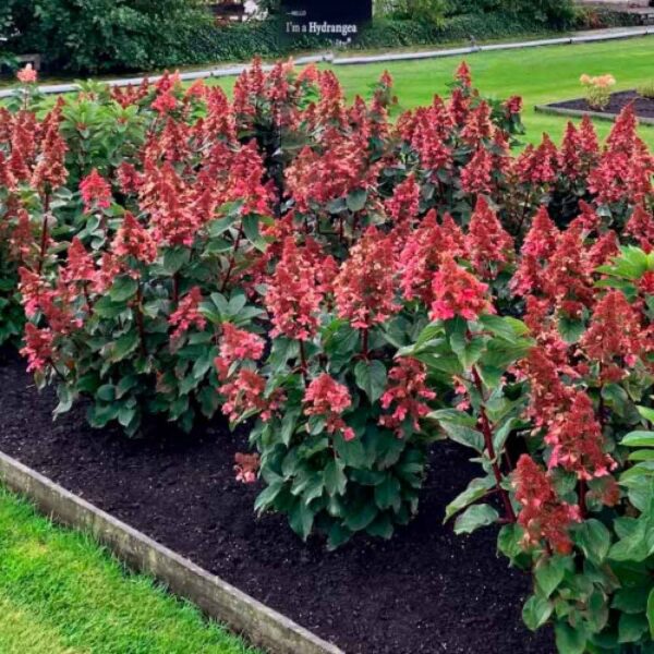 Hydrangea paniculata ‘Living Infinity’