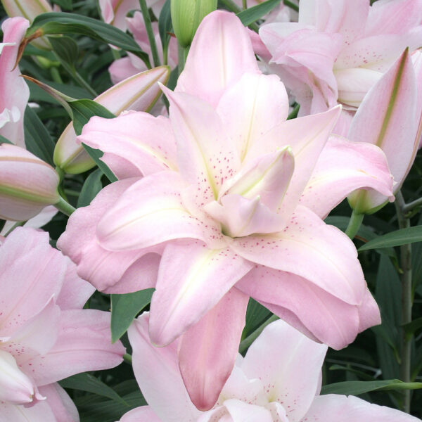Lilium asiatic "Lotus Queen"