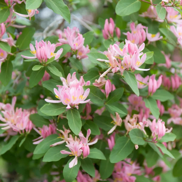 Lonicera tatarica "Rose"