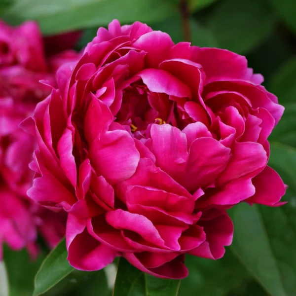 Paeonia lactiflora "Loise Van Houtte"