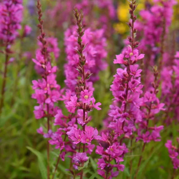 Lythrum salicaria 'Robin'