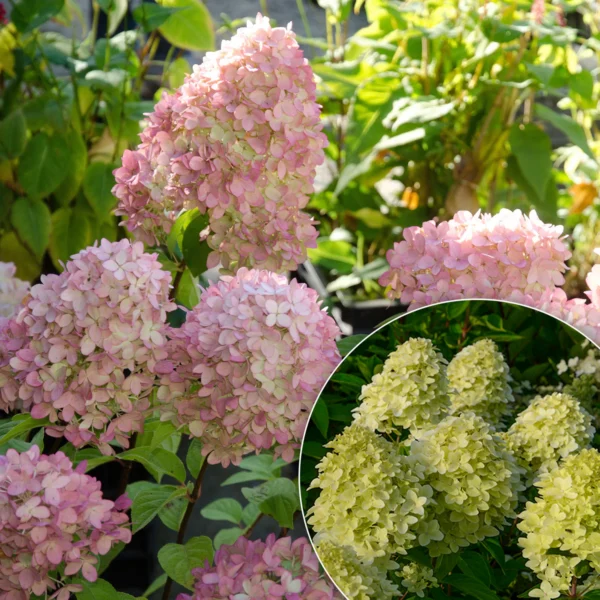Hydrangea paniculata ‘White Goliath’
