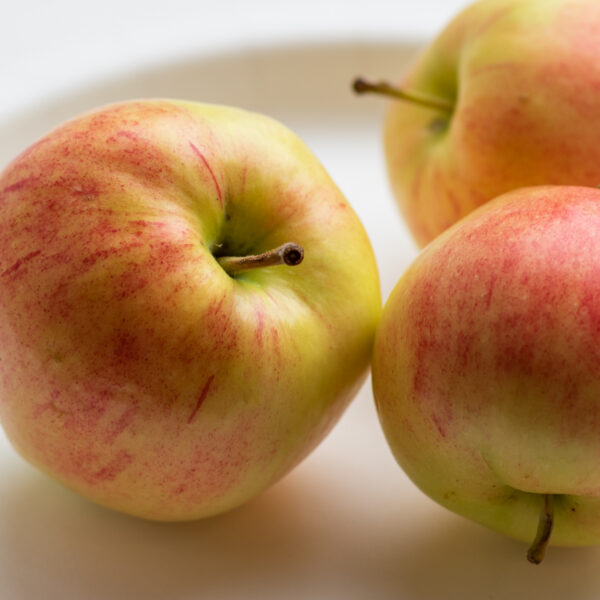 Malus domestica "Krügeri Tuviõun"